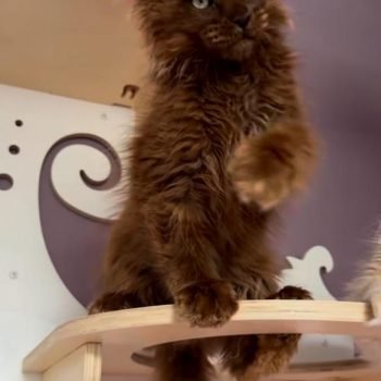 WhatsApp Image 2026-02-02 at 23.24.03