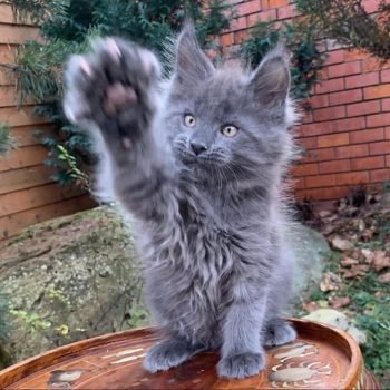 WhatsApp Image 2026-02-02 at 23.27.29