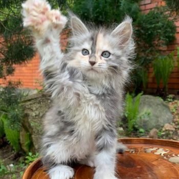 WhatsApp Image 2026-02-02 at 23.31.25