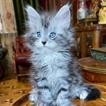 WhatsApp Image 2026-02-02 at 23.32.53