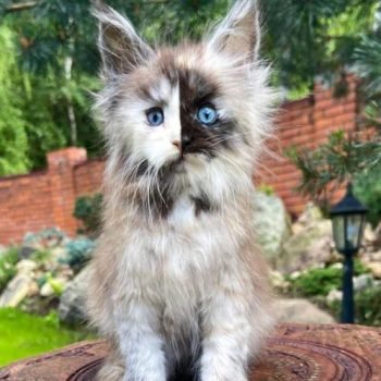 WhatsApp Image 2026-02-02 at 23.33.59