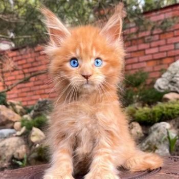 WhatsApp Image 2026-02-02 at 23.35.19