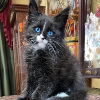 WhatsApp Image 2026-02-02 at 23.42.38