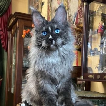 WhatsApp Image 2026-02-02 at 23.43.46