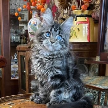 WhatsApp Image 2026-02-02 at 23.44.59